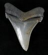 Pristine Angustidens Tooth - Megalodon Ancestor #21718-1